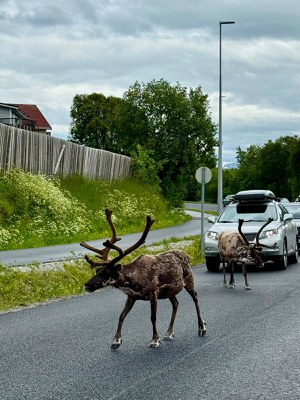 Le renne attraversano la strada...