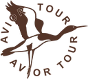 AviorTour.webp