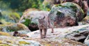 BOSCOLO IN VIAGGIO CON WWF