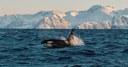 BOSCOLO IN VIAGGIO CON WWF