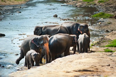 CAPODANNO IN SRI LANKA