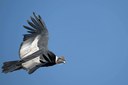 CILE SEGRETO, NEL REGNO DEL PUMA