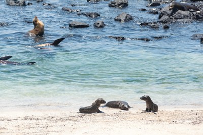 GALAPÀGOS, IL MIRACOLO DELLA NATURA