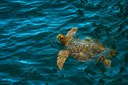 GALAPÀGOS, IL MIRACOLO DELLA NATURA